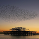 Illustration for article titled You Wont Believe These Patterns Created by Flocks of Birds in Flight
